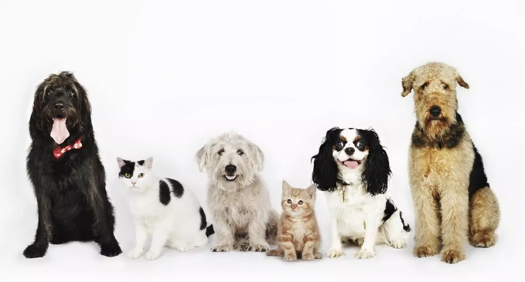 Perro y gatos juntos, a propósito de cuáles son los mitos, verdades y beneficios de esterilizar a las mascotas.