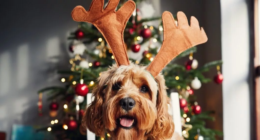De acuerdo con la médica veterinaria Laura Tafur, hay varios alimentos muy populares en las celebraciones navideñas que hacen mucho daño a las mascotas.
