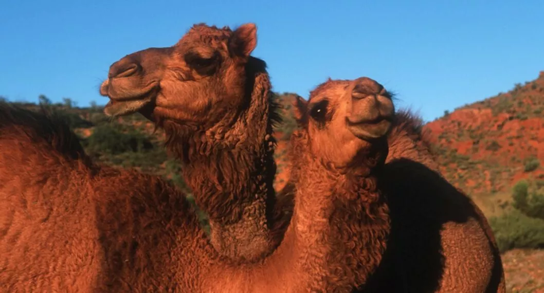 Descalifican a 43 camellos de concurso de belleza por tener bótox