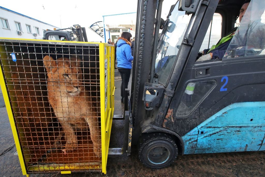 Dos leones escapan de contenedor en que viajaban y causan terror en aeropuerto