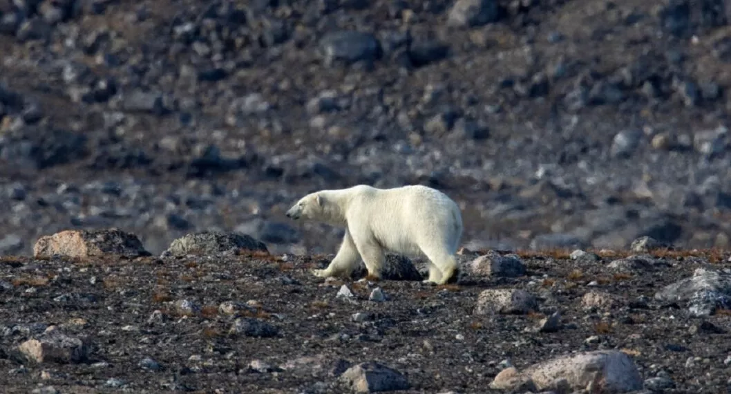 Un oso polar deambula en medio de lo que antes era parte del círculo polar ártico, derretido por temperaturas récord.