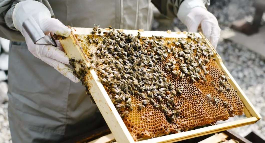Abejas, Apicultores demandan al Estado por muerte masiva de abejas y uso de insecticidas