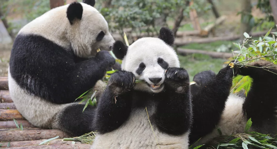 Los oso pandas tienen su pelaje blanco y negro debido principalmente a su dieta, misma que se centra en el bambú. Los mismo sirven para camuflarse y comunicarse. 