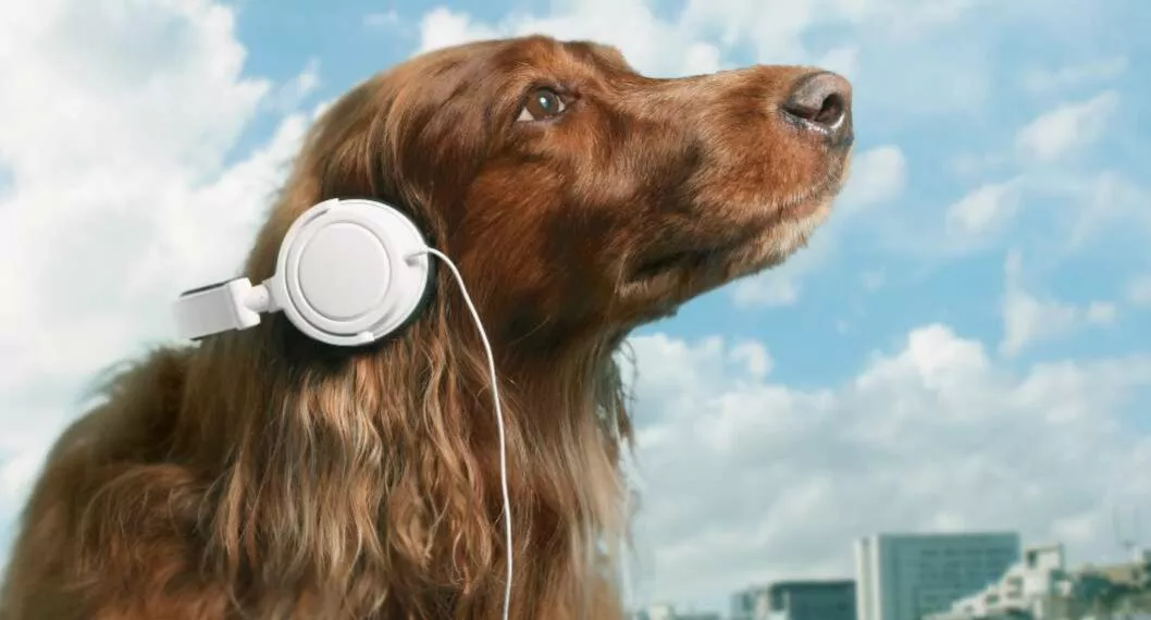 Foto de perro con audífonos, en nota de cómo perros pueden distinguir entre dos idiomas, qué detalles dieron en estudio.