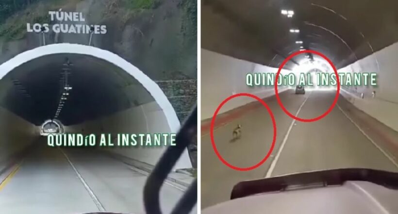 Conductor abandonó a perro en túnel de La Línea