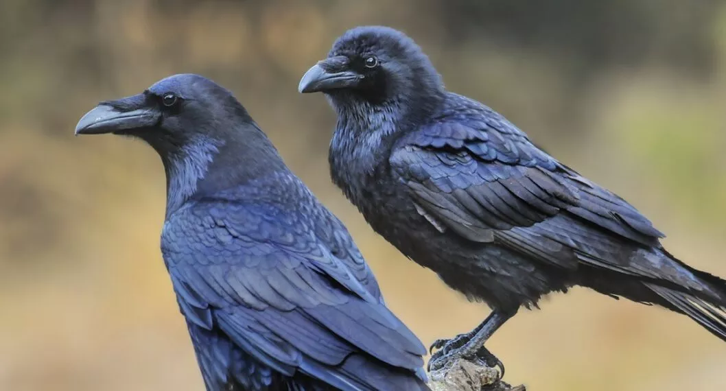 Imagen de cuervo que ilustra nota; Video de cuervos que asustan a presentador de TV en Estados Unidos