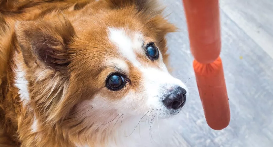Video de perro rescatado en pantano con salchichón, en Inglaterra