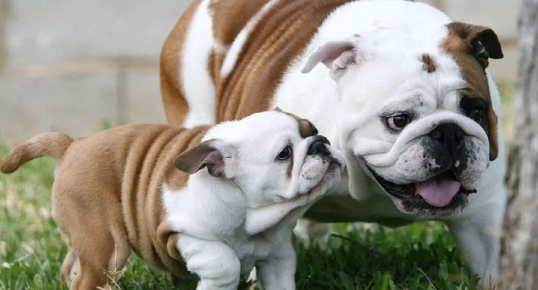La jusiticia de Noruega prohibió la crianza de perros de raza 'bulldog inglés' y 'cavalier king charles', ambas, originarias de Inglaterra.