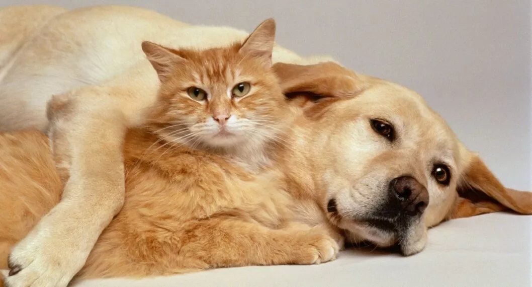 Las mascotas así como los humanos pueden sufrir de gastritis, una enfermedad que si no es tratada a tiempo podría desencadenar una úlcera o cáncer