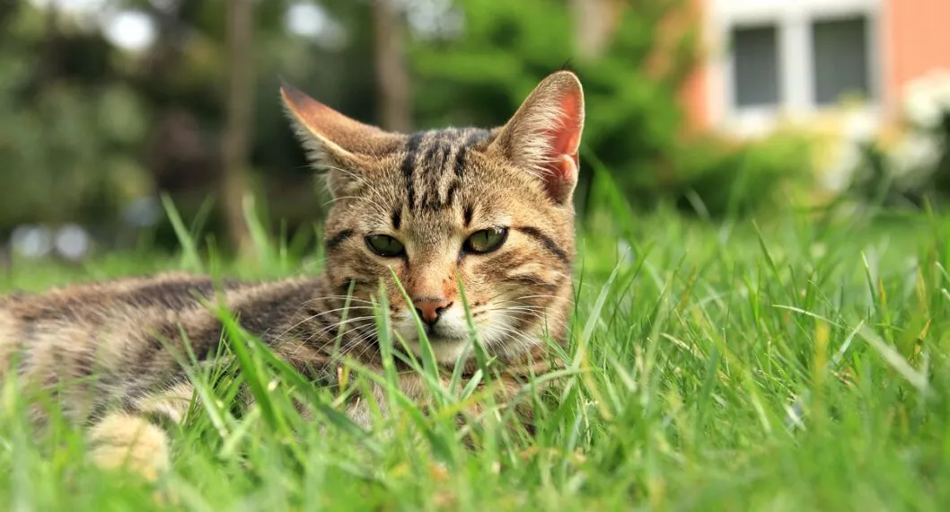 Por qué los gato aman la hierba: existen muchas teorías que definen las razones por la que los gatos comen plantas.