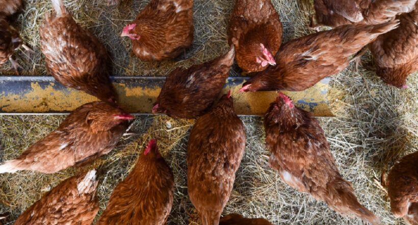 Sacrifican a más de 130 mil gallinas en España por brote de gripe aviar: este hecho se dio al interior de una macrogranja en Valladolid