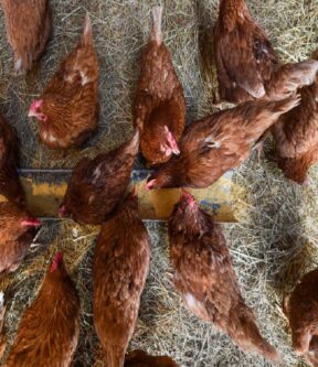 Sebastián Vásquez Sierra recibió milagro de nueva beata