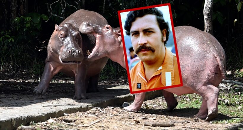 Hipopótamos en la hacienda Nápoles y rostro de Pablo Escobar