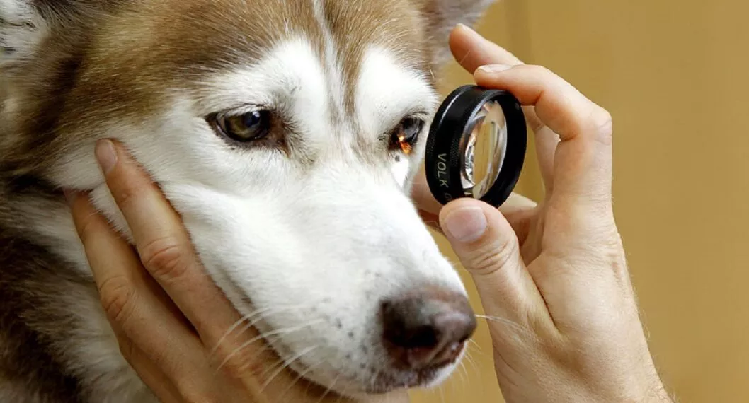 Perros con cataratas: es una enfermedad relativamente común en los canes