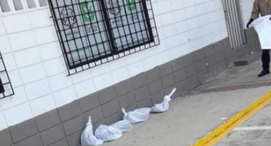 Gatos son trasladados en bolsas plásticas en Barranquilla