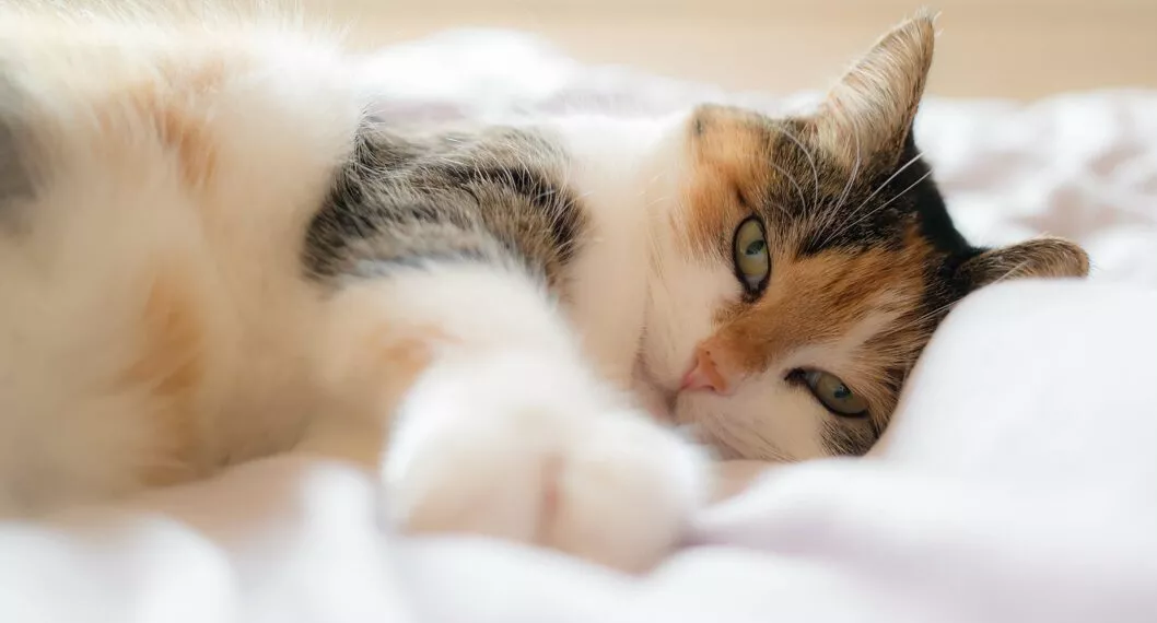 Mascota felina: cómo entender el comportamiento de los gatos en el hogar