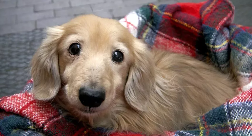 En Inglaterra, albergue dio perro en adopción y nadie lo quiso llevar