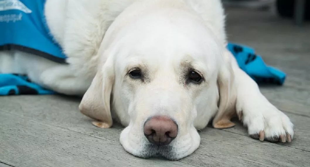 Imagen de perro ilustra artículo Síntomas en los perros cuando padecen de osteoartritis
