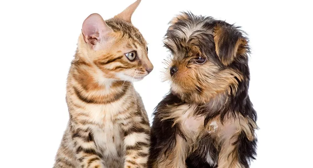 Gato y perro ilustran nota sobre cómo prevenir las garrapatas en las mascotas