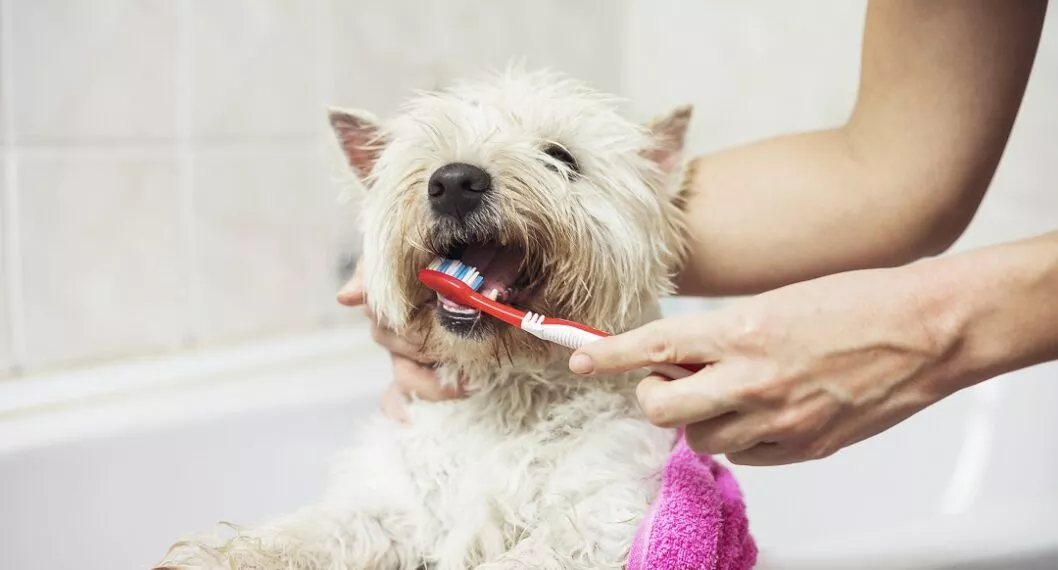 Dueño de perro cepillando los dientes de él ilustra nota sobre por qué es importante cuidar la salud bucal de la mascota