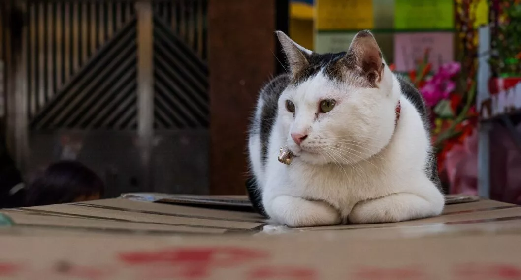 Imagen de gato ilustra artículo Gatos hospedan la toxoplasmosis, y es casi imposible que la transmitan a humanos