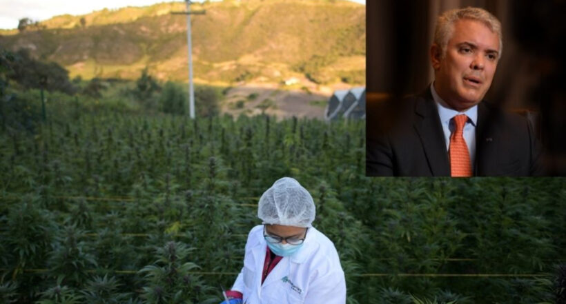 Iván Duque anuncia créditos para echar a andar industria de cannabis medicinal