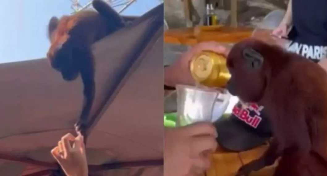 Fotos de cómo le dieron comida y cerveza a un mico, en nota de qué modelo colombiana grabó cómo le dan cerveza a mico.