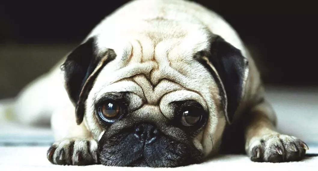 Imagen de perro ilustra artículo Incontinencia urinaria en perros y gatos requiere de tratamiento, no de castigo