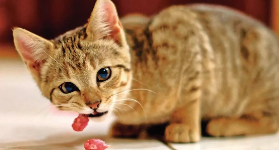 Imagen de gato ilustra artículo Los gatos son carnívoros estrictos y tienen prioridades para escoger su comida