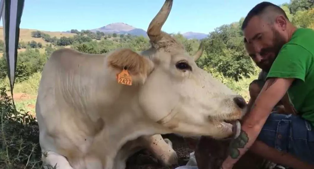 [Video] Vaca cogió a besos a hombre que la salvó de ir al matadero; estaba en embarazo