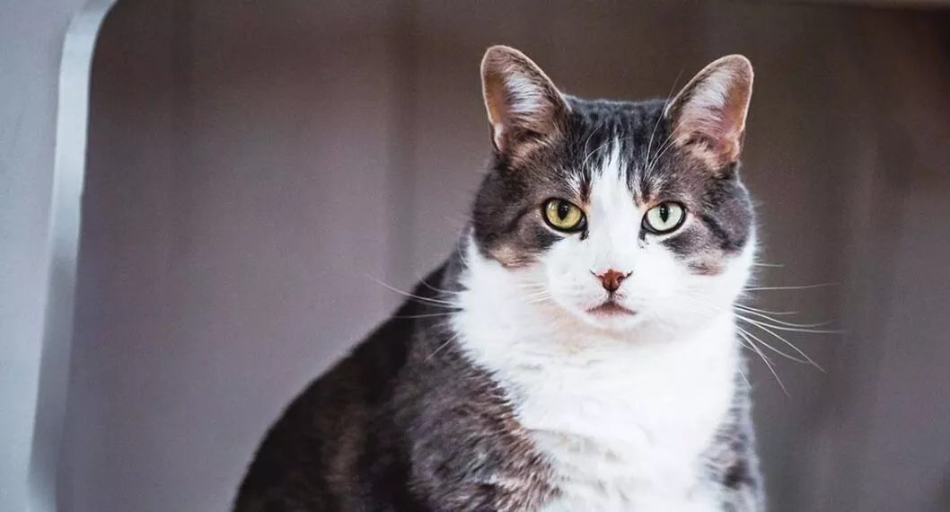 Imagen de un gato gordo a propósito de la artrosis que tiene una relación directa con la obesidad