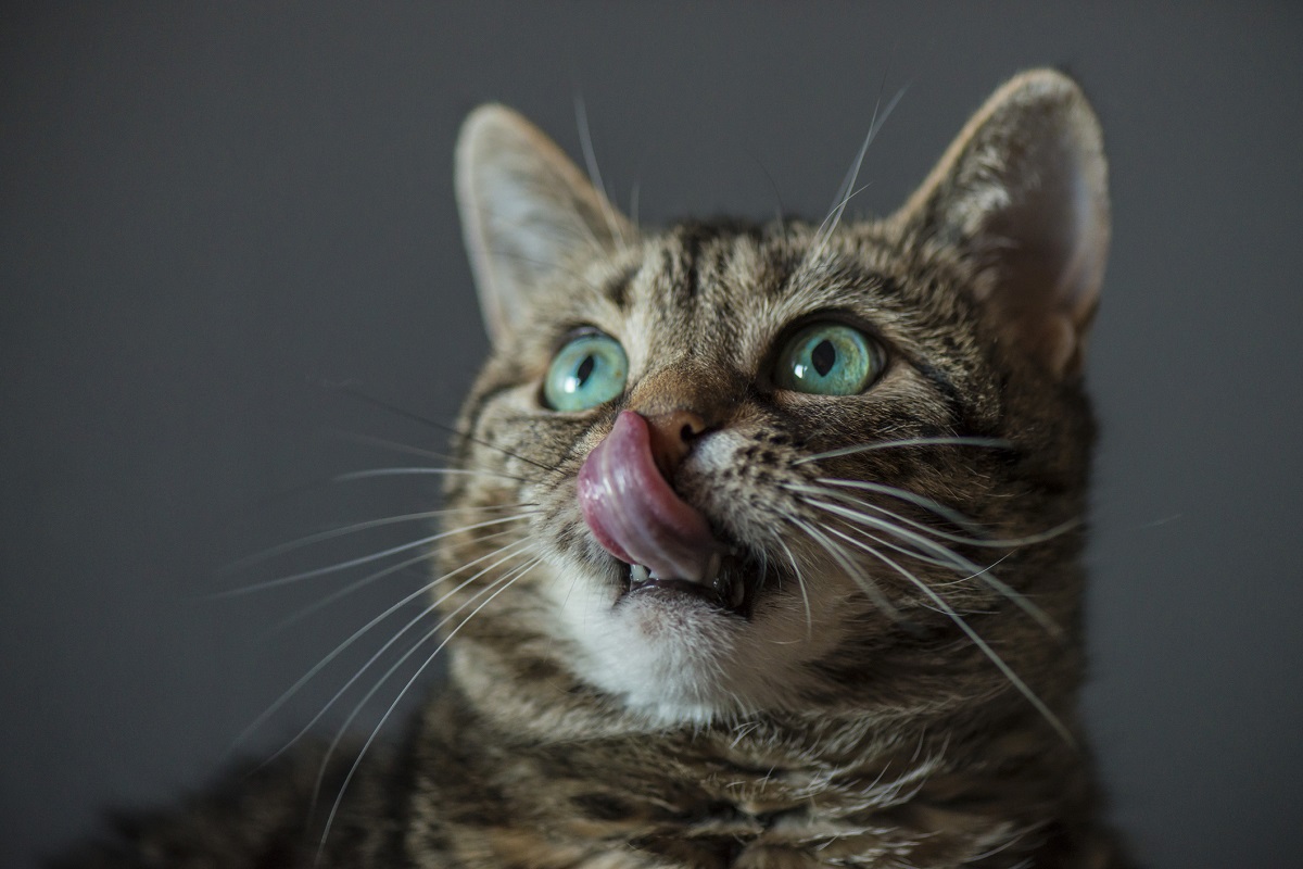 Feromonas para gatos - Qué son y cómo utilizarlas