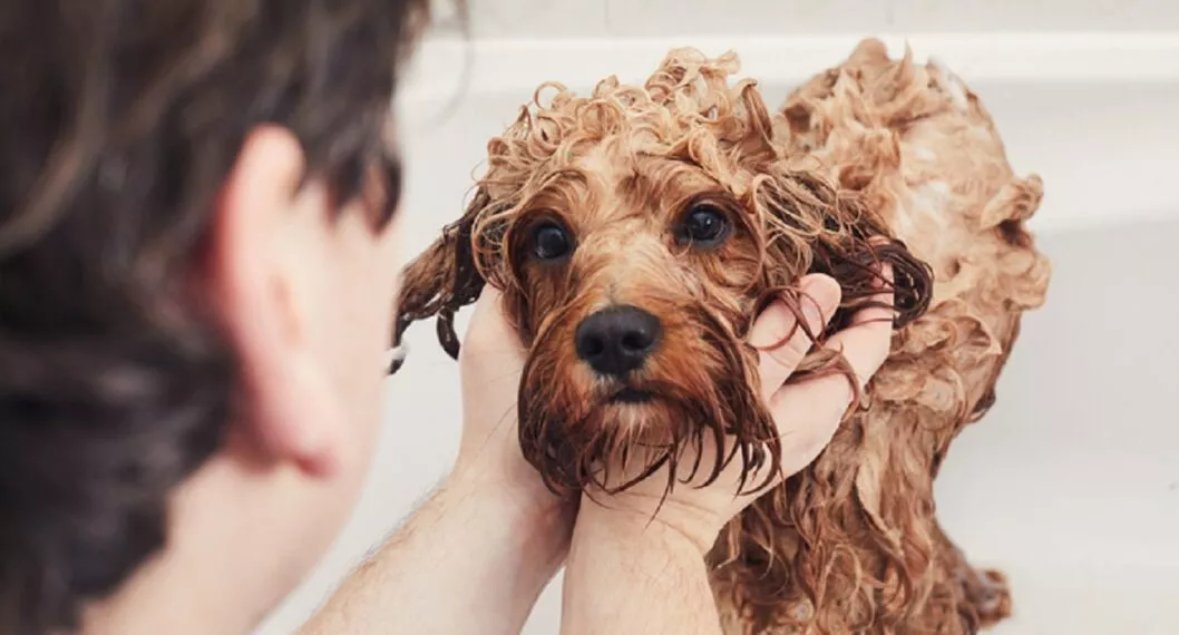 Recomendaciones para bañar a perros y gatos cuando así lo requieran ya que la higiene es fundamental para su salud.