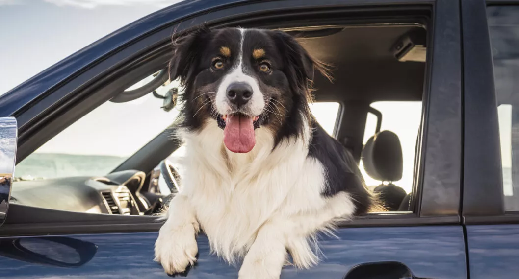 Cinco consejos, claves y recomendaciones para viajar con perros, gatos y otros animales por carretera.