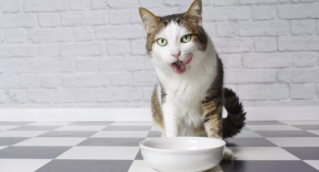 En un reciente estudio investigadores veterinarios evidenciaron las enfermedades que pueden padecer los gatos al alimentarse con comida casera. 