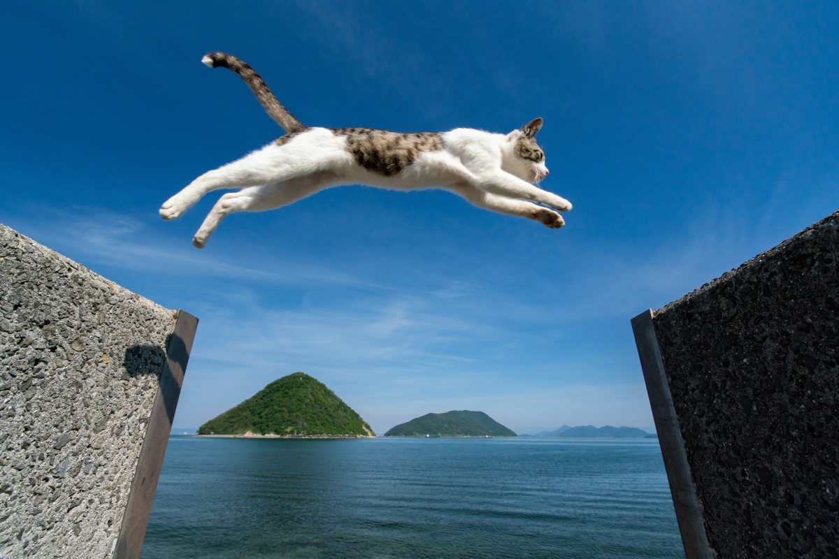 Síndrome del gato volador - Prevención de caídas de gatos