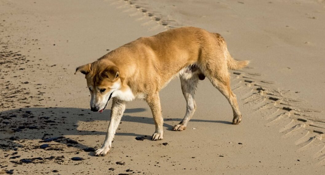 Imagen de perro ilustra artículo Perros abandonados se convierten en salvajes y en transmisores de enfermedades