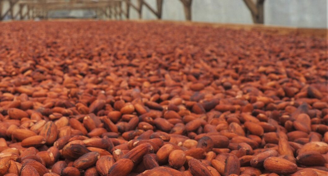 Imagen de cacao ilustra artículo Emprendedor busca conquistar el mundo con productos de cacao