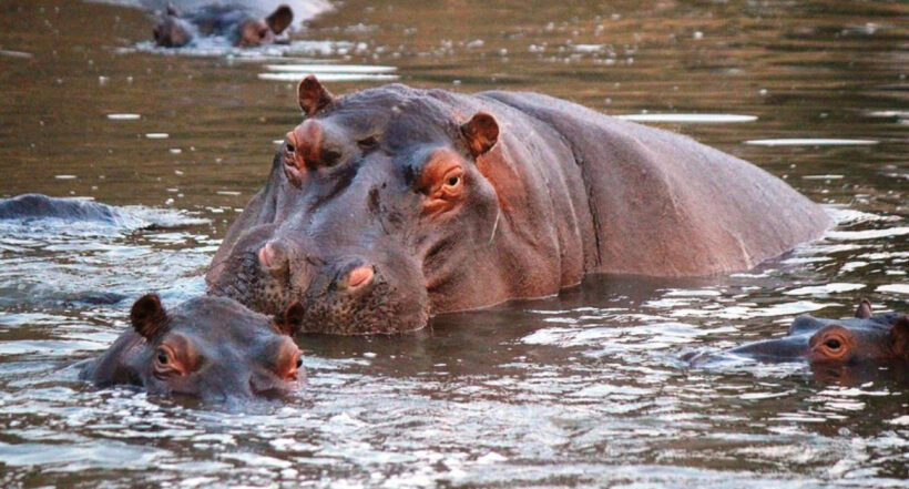 [Video] Hipopótamos se pasean como si nada frente a un restaurante en Antioquía