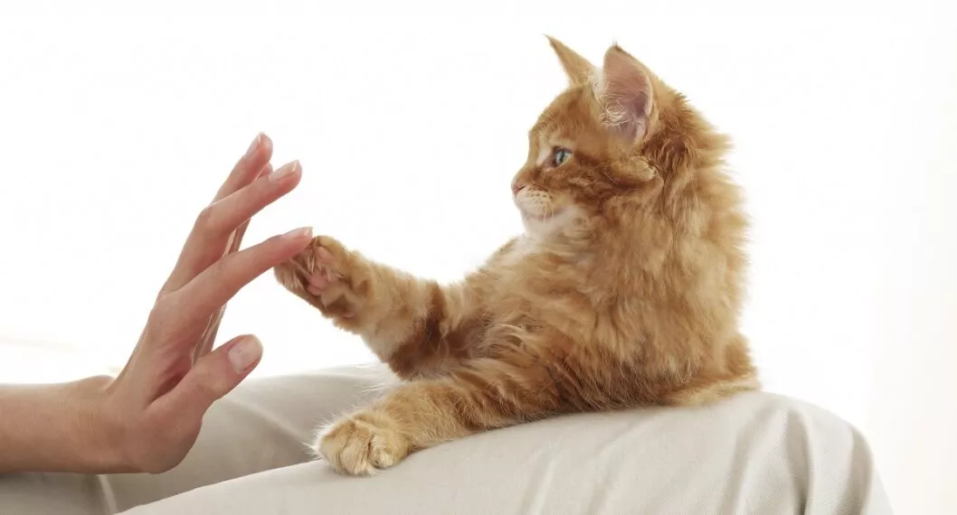 Gato tocando la mano de su ama, a propósito de cuáles son los beneficios de tener un gato.