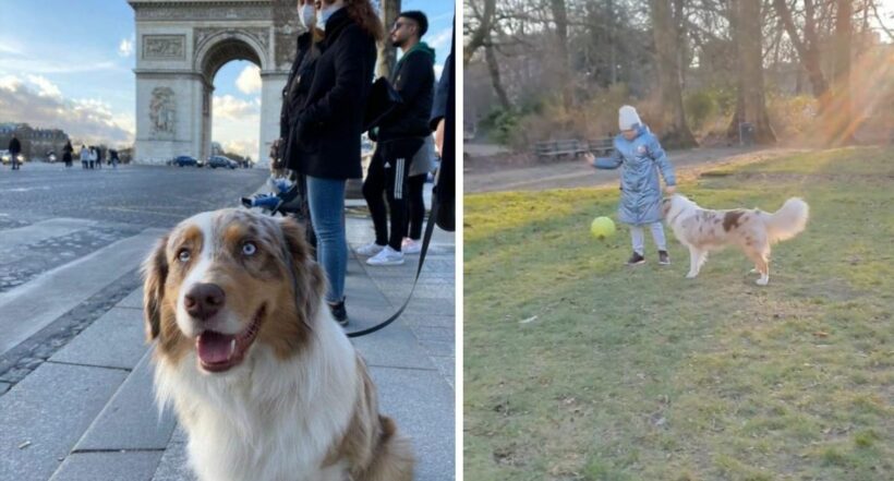 Colombiano en Bélgica ayudó con su perro a una familia ucraniana