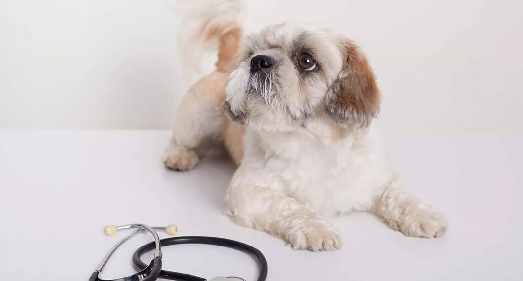 Perro cerca de estetoscopio, a propósito de qué es un infarto en perros y gatos, causas según tamaño, síntomas y tratamiento.