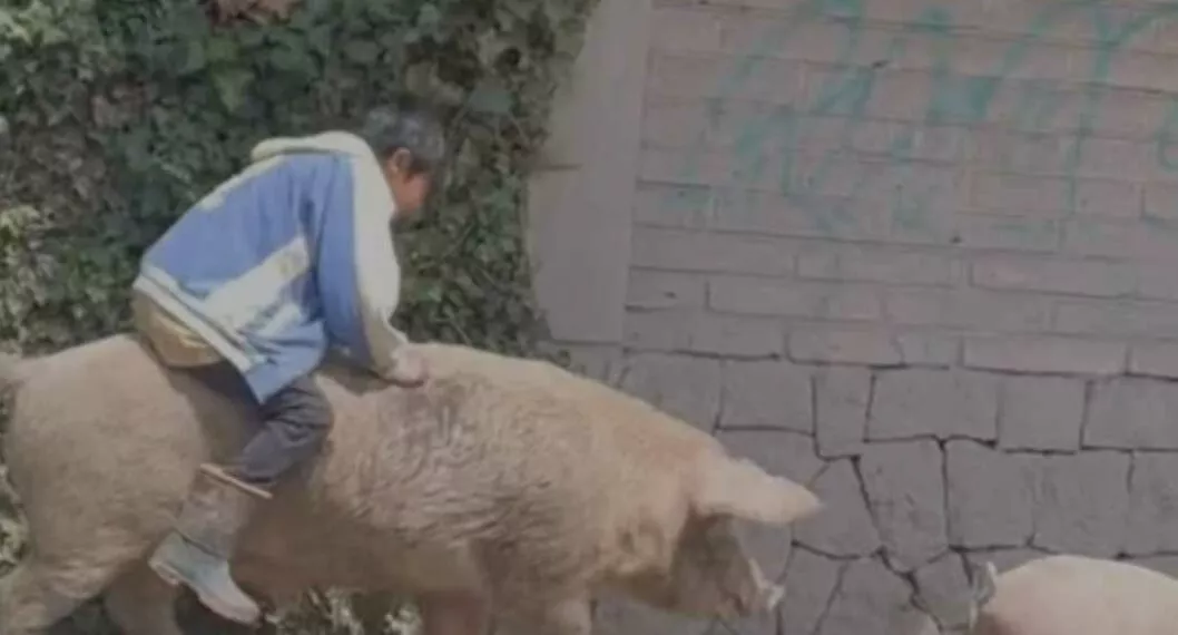 Imagen del niño montando un cerdo que se ha hecho viral en redes sociales