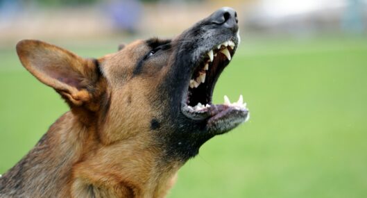 Joven, mordida 800 veces por perros, piel de su cara quedó colgando y sobrevivió