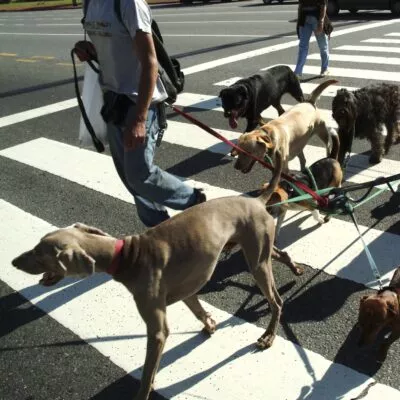 cómo te conviertes en un paseador de perros certificado