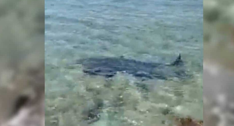 Video muestra a un tiburón similar que atacó en San Andrés a turista italiano