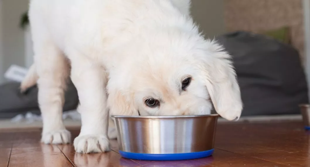 Explicación de un veterinario sobre cómo elegir la mejor comida para una mascota, sea un gato o un perro.