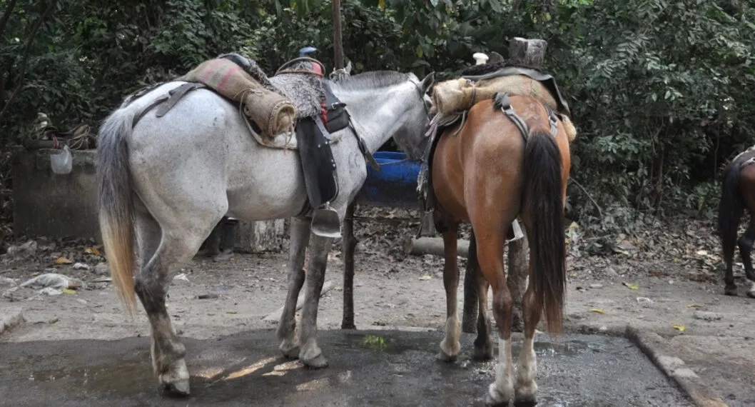 Turistas manifiestan maltrato y malas condiciones de caballos en Parque Tayrona