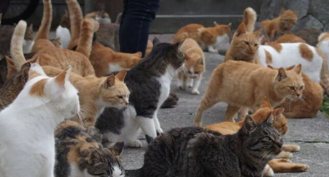 El extraño método japonés para encontrar gatos perdidos; hablar con animales callejeros