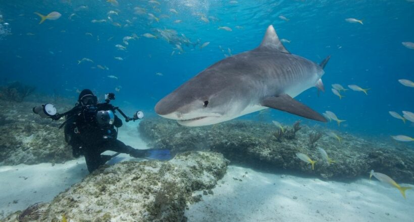 Las autoridades ambientales de San Andrés trabajan en la captura de dos tiburones para trasladarlos a un lugar seguro de la reserva de Biosfera Seaflower.